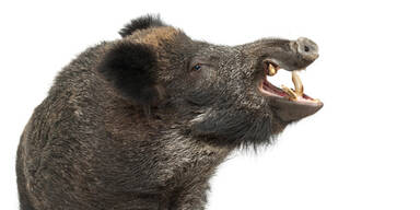 Wildschwein "Ilse" genoss Polizei-Streicheleinheiten