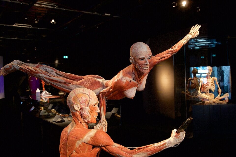 Für die Ewigkeit: Menschliche Körper werden in einem von Gunther von Hagens entwickelten Verfahren plastiniert. 