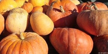 In den Samen sind wertvolle Fettsäuren