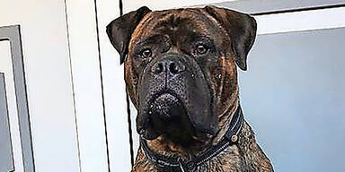 B&ouml;ller-Opfer "Indigo" irrte zwei Wochen herum