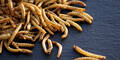 EU erlaubt Mehlwürmer in Brot, Pasta und Co.