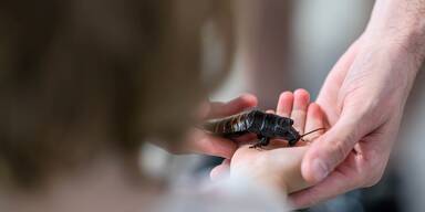 Faszination statt Ekel: Neue Insekten-Show im Haus des Meeres