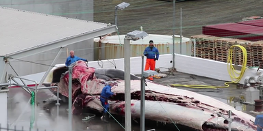 Island Walfang (1).png