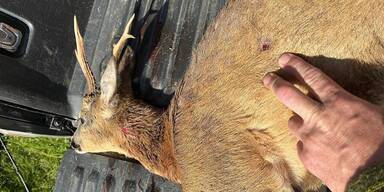 Schuss mit Kleinkaliber