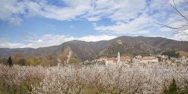 So sch&ouml;n bl&uuml;ht nur die Wachau