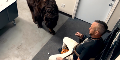 Jackass B&auml;r Honig