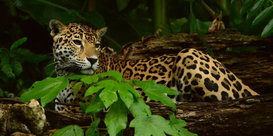 Jaguar