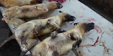 Jakarta Hundefleishc (1).png