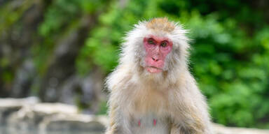 Yamaguchi Affen