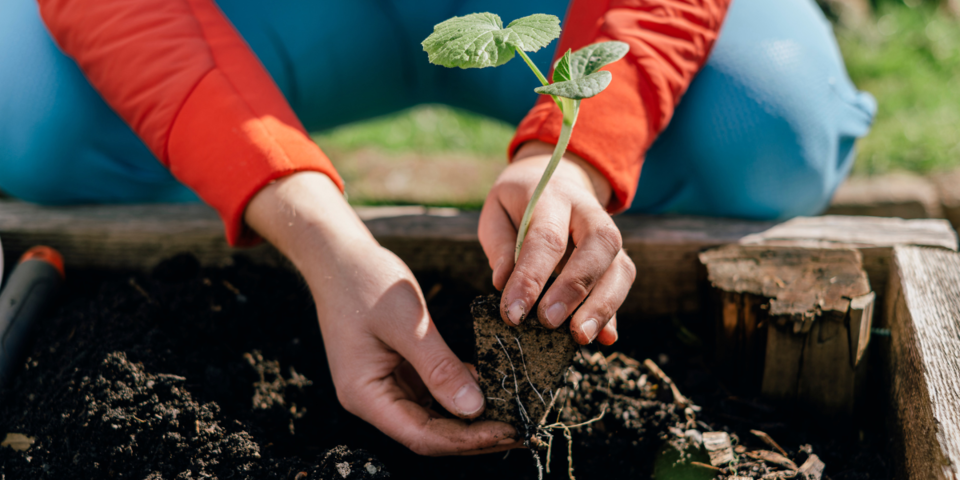Vorsicht Eisheilige: Das ist jetzt im Garten zu tun