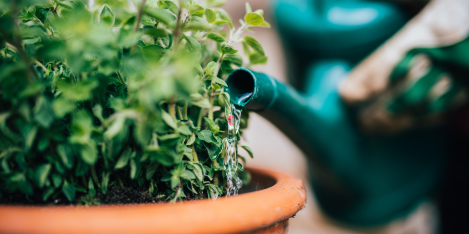 Vorsicht Eisheilige: Das ist jetzt im Garten zu tun