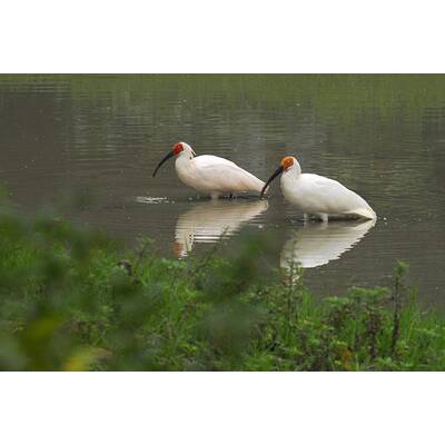 Universum - Unbekanntes Chin (20.3)