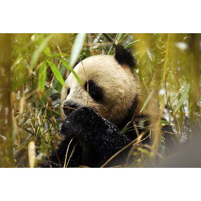 Universum - Unbekanntes Chin (20.3)