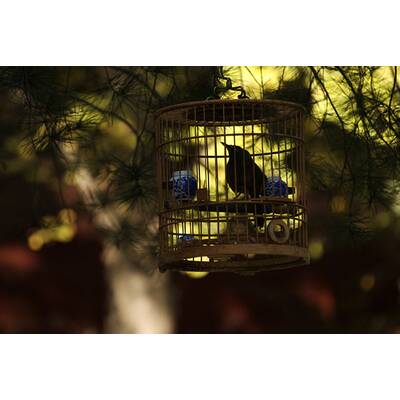 Universum - Unbekanntes Chin (20.3)