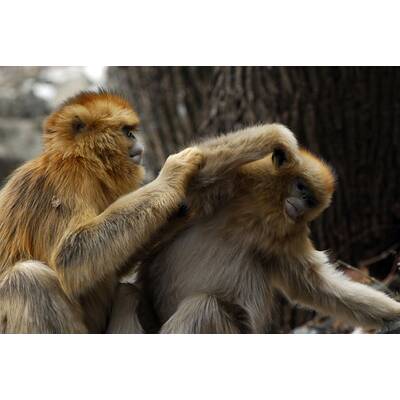 Universum - Unbekanntes Chin (20.3)