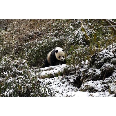 Universum - Unbekanntes Chin (20.3)