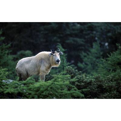 Universum - Unbekanntes Chin (20.3)