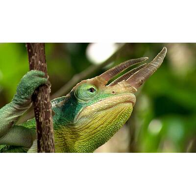 Universum - Täuschen und Tarnen 