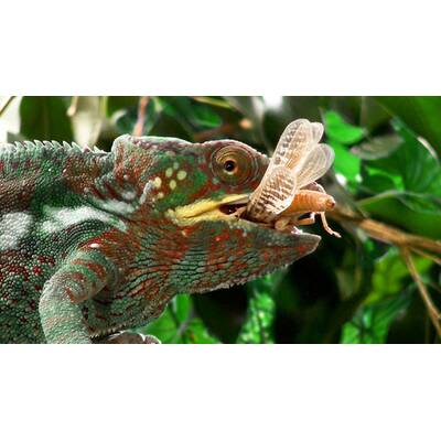 Universum - Täuschen und Tarnen 