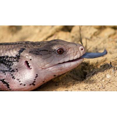 Universum - Täuschen und Tarnen 