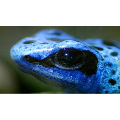 Universum - Täuschen und Tarnen 