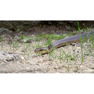 Universum - Täuschen und Tarnen 