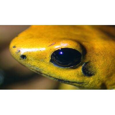 Universum - Täuschen und Tarnen 