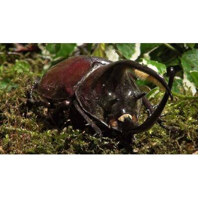 Universum - Täuschen und Tarnen 