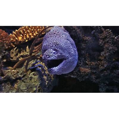 Universum - Täuschen und Tarnen 