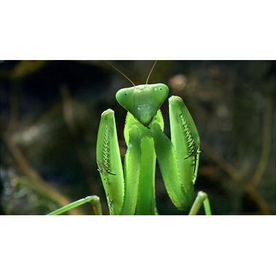 Universum - Täuschen und Tarnen 