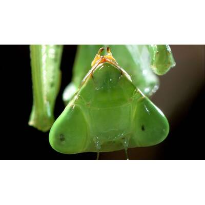 Universum - Täuschen und Tarnen 