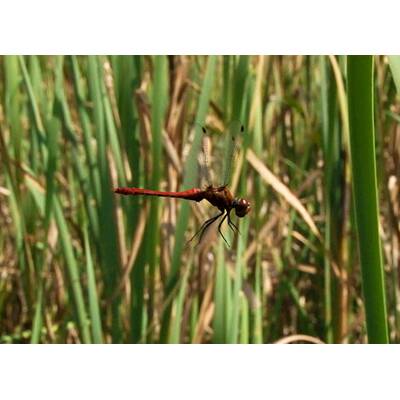 Universum - Täuschen und Tarnen 