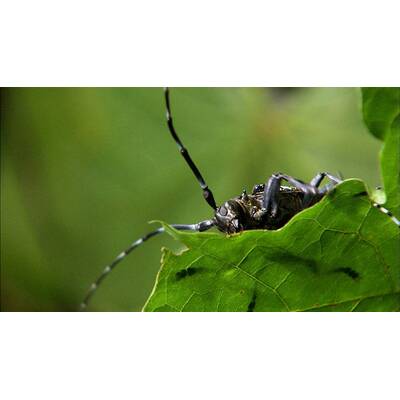 Universum - Täuschen und Tarnen 