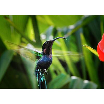 Universum - Täuschen und Tarnen 