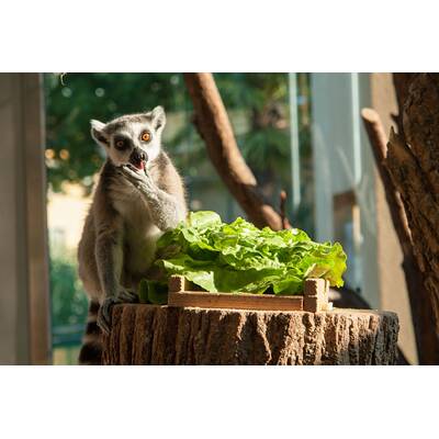 Schönbrunner Tiergeschichten - Leben im Zoo