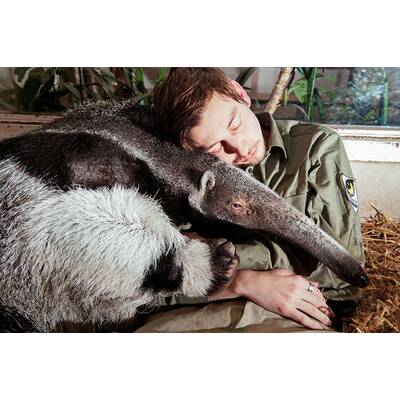 Schönbrunner Tiergeschichten - Leben im Zoo