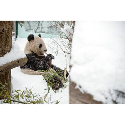 Schönbrunner Tiergeschichten - Leben im Zoo