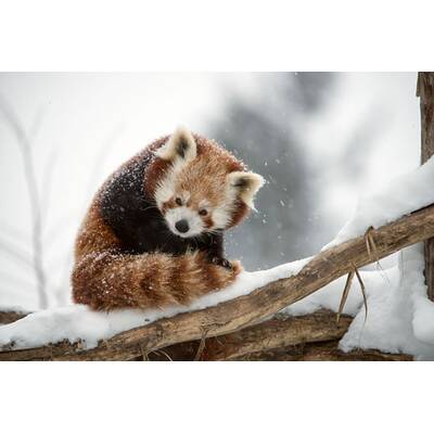 Schönbrunner Tiergeschichten - Leben im Zoo