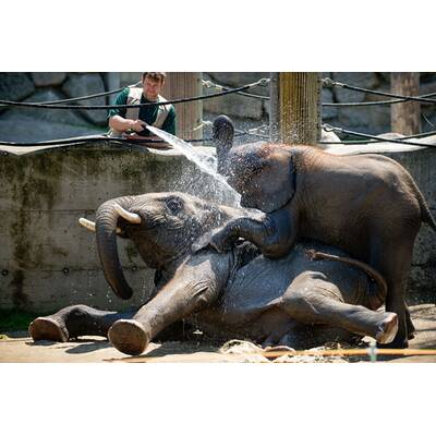Schönbrunner Tiergeschichten - Leben im Zoo