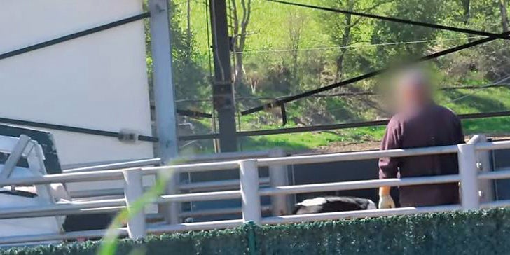 Kalb Misshandelt Tiertransport