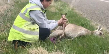Teenager pr&uuml;geln 14 K&auml;ngurus tot