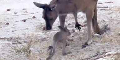 kangala_rescue/Instagram