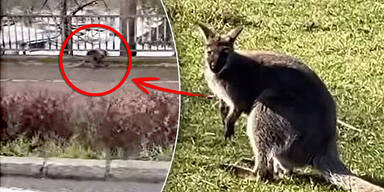 k&auml;nguru k&auml;rnten