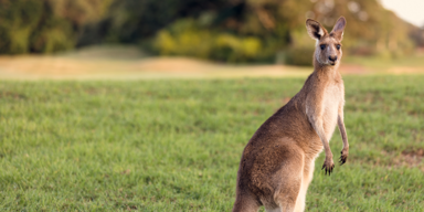 K&auml;nguru von Osttiroler B&uuml;rgermeister ausgebrochen - wo ist Jecki?
