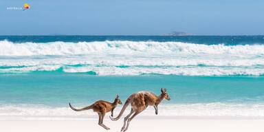 K&auml;ngurus am Strand