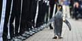 Königspinguin Sir Nils Olav
