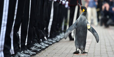 K&ouml;nigspinguin Sir Nils Olav