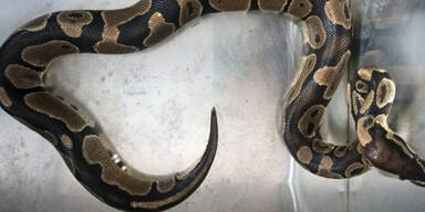 K&ouml;nigspython Brigittenau Kindergarten