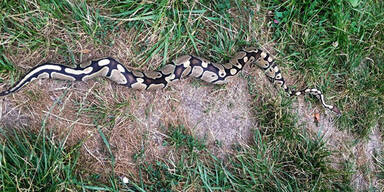 K&ouml;nigspython Wien