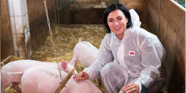 K&ouml;stinger Schweine (1).png